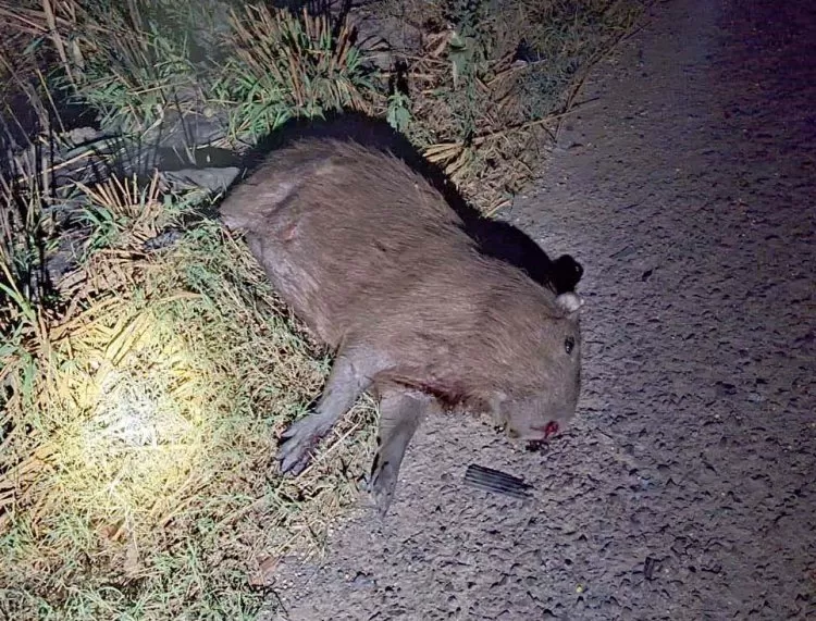 Casal de Ji-Paraná Sofre Grave Acidente na BR-364 Após Colidir com Capivara