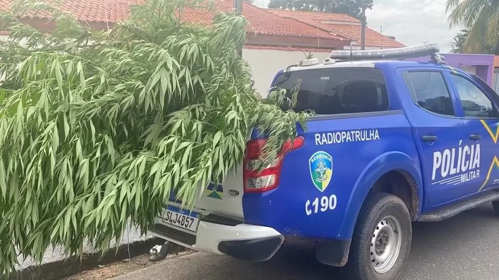 Homem é Preso em Flagrante por Cultivo de Maconha em Ji-Paraná rua São Paulo com T-08