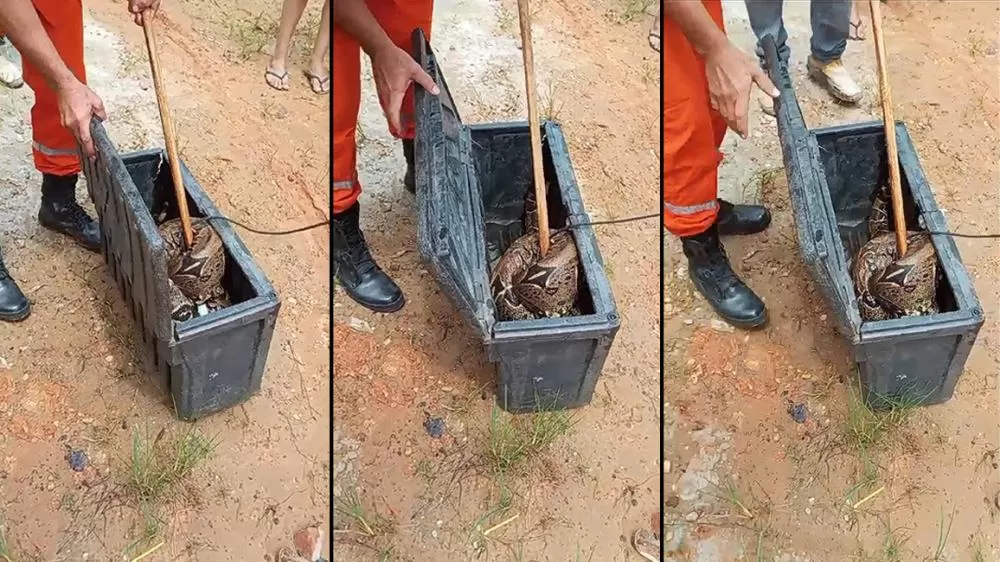 Vídeo: Bombeiros resgatam cobra Jiboia de mais de 2 Metros no Bairro Primavera em Ji-Paraná