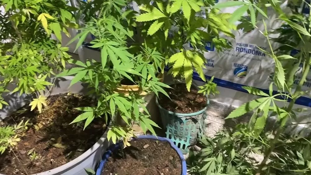 Casal é preso com mais de 30 pés de Maconha no quintal e e 7 Pés colhidos