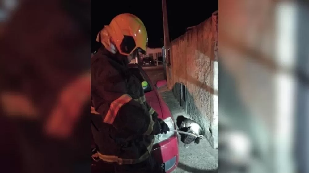 Ataque de Pit Bull em Ji-Paraná Deixa Mulher Ferida Após Animal Invadir Residência no Bairro União II