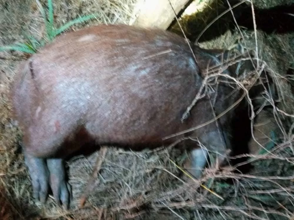 Motociclista em Estado Grave Após Atropelar Capivara na Estrada do Aeroporto em Ji-Paraná