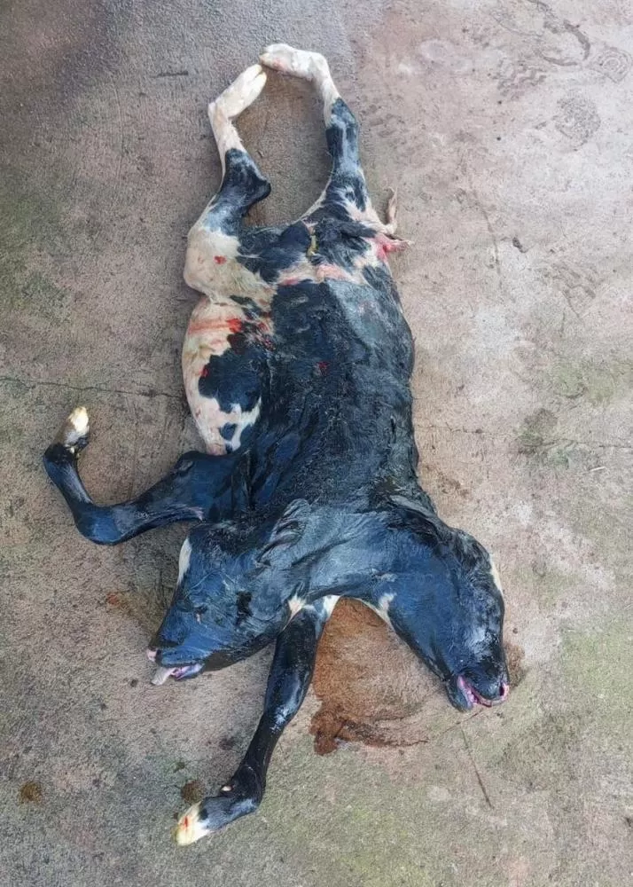 Bezerra com Duas Cabeças e Rabo Bipartido Nasce na Linha 74 Sul, Km 3 e Intriga Produtores