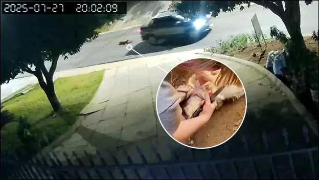 Vídeo: Homem Arrasta Cão pelas Ruas preso em Carro em Rondônia e joga outro Cão Morto em Bueiro