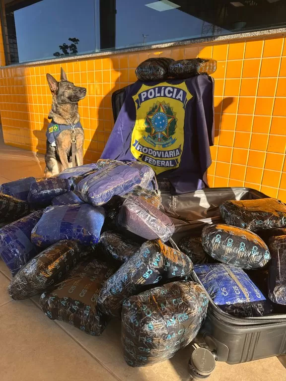 Ônibus que saiu de Ji-Paraná acaba interceptado pela PRF na BR-364 com 50 Tabletes de Skunk transportados por casal