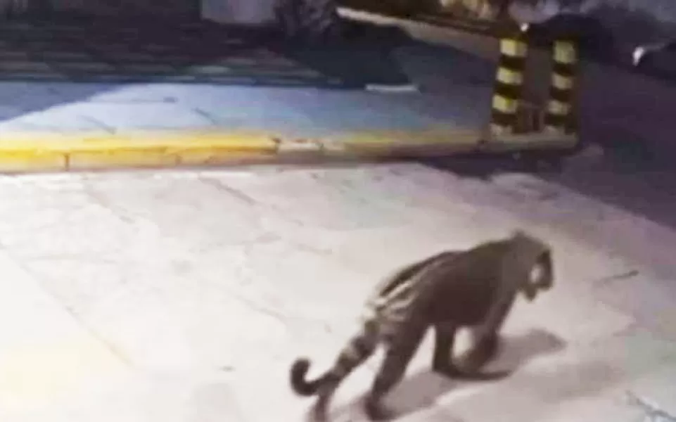 Foto: Reprodução - Câmera de Segurança