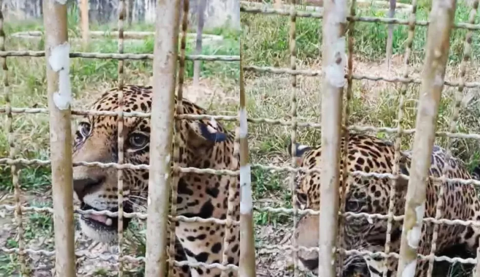 Veja o Vídeo: Onça-Pintada Capturada em Ji-Paraná é Transferida para Porto Velho e Será Devolvida à Natureza