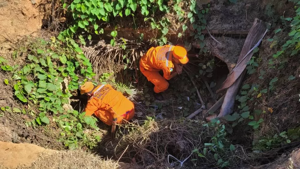 Onça à Solta em Ji-Paraná: Bombeiros Usam Porco Vivo Como Isca em Armadilha Chocante para Capturar Fera