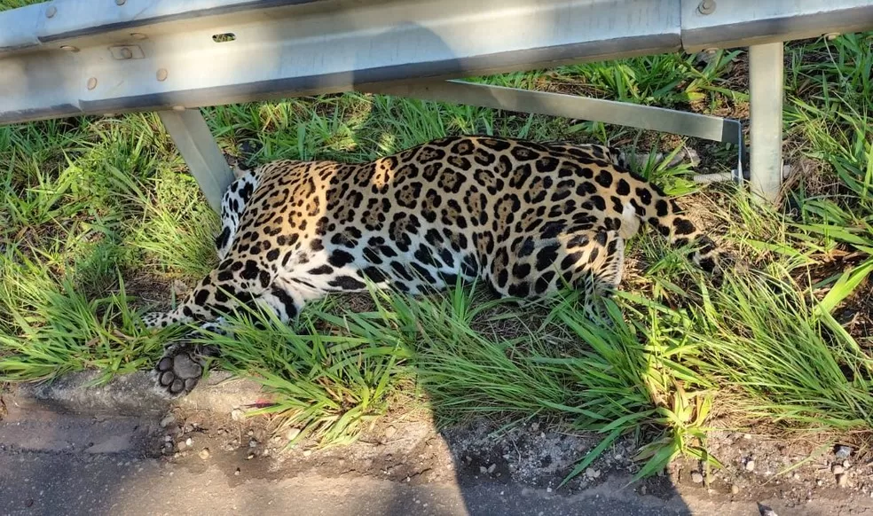 Tragédia na BR-435: Onça-Pintada é Atropelada e Morta em Rondônia – Veja Fotos