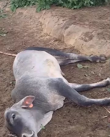 Raio Devastador Fulmina Rebanho em Rondônia: Tragédia chama atenção de Pecuaristas — Veja o Vídeo Impactante