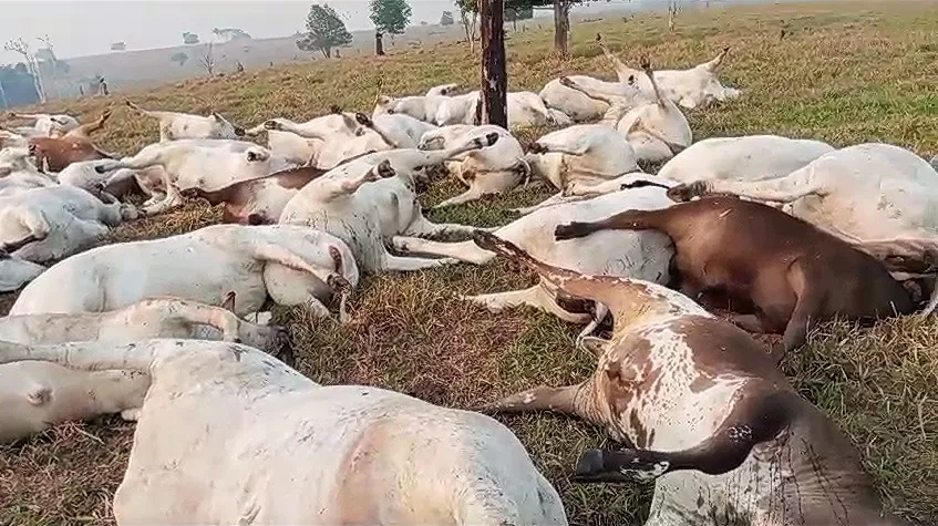 Vídeo: Descarga elétrica mata 98 cabeças de gado em Rondônia durante temporal 