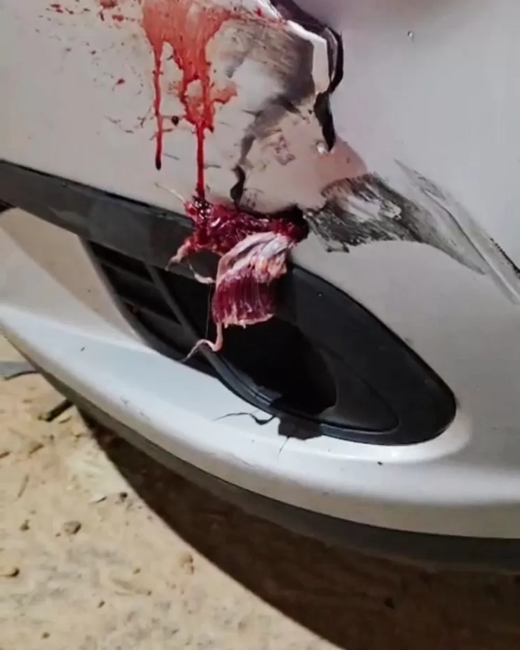 Foto: Reprodução\Internet - Rondônia Atual