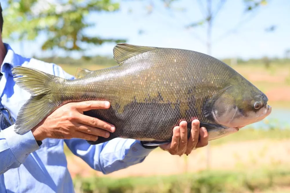 Tambaqui de Rondônia Brilha na 3ª Seafood Expo 2024 em São Paulo