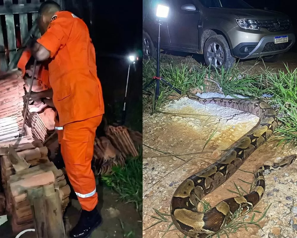 Jiboia é encontrada entre telhas em residência na área urbana e mobiliza resgate do Corpo de Bombeiros em Ji-Paraná