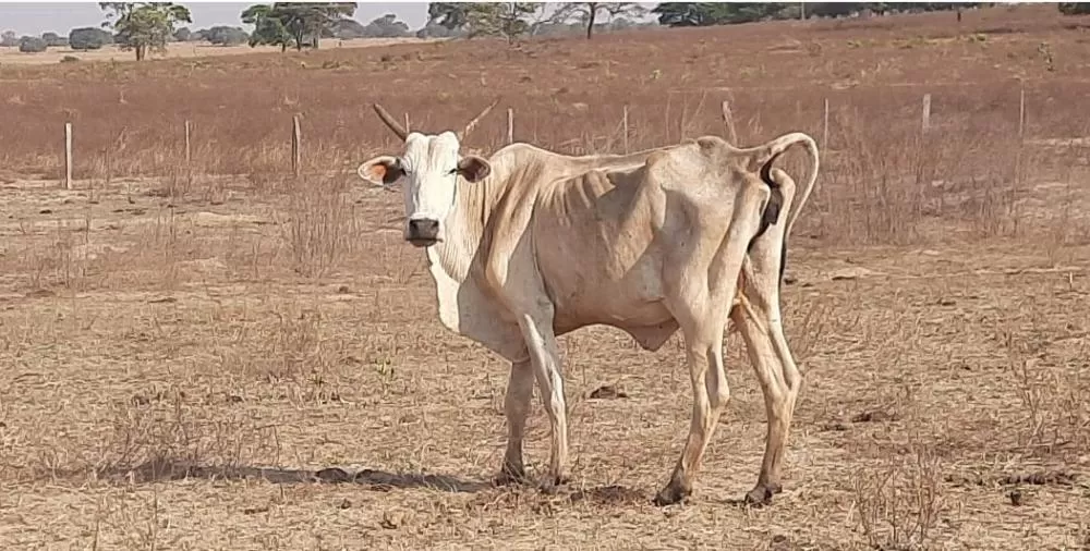 R$ 3 Milhões: Fazendeiro é Multado por Deixar Mais de 2 Mil Cabeças de Gado Sem Água e Comida 