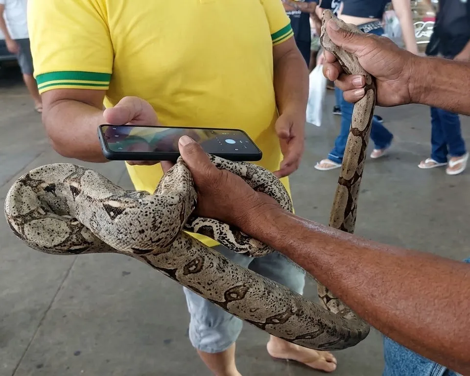 Ji-Paraná: Clientes encontram cobra jiboia enrolada na roda traseira de um Chevrolet Onix no estacionamento do supermercado IG