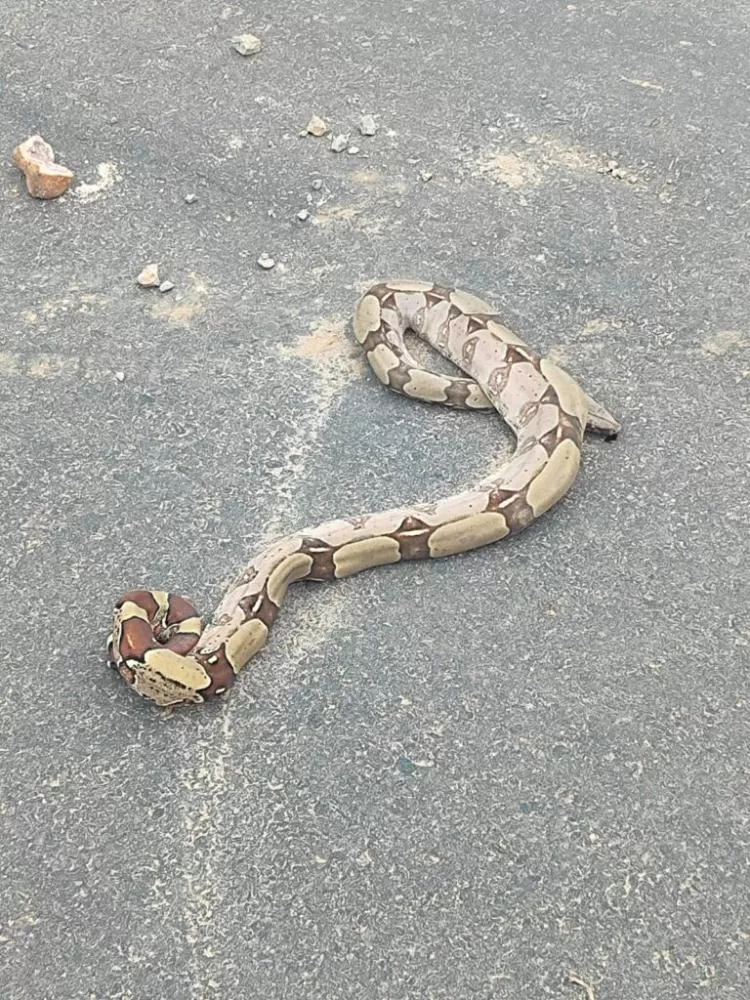 Aumento de Cobras após chuvas em Ji-Paraná: Especialistas Alertam para Cuidados Necessários